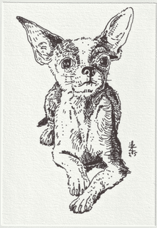 chihuahua-suczka-krotkowlosa-niebieska-z-bialymi-znaczeniami-olx-2025-a5